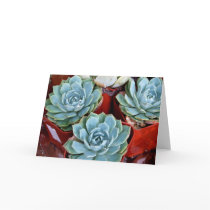 Succulents For sale cards