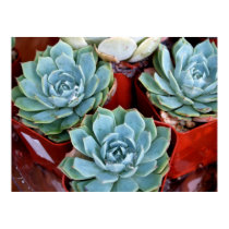 Succulents For Sale posters by alohasasha Succulents For Sale posters