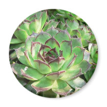 Succulents Magnets