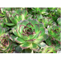 Succulents photo sculptures