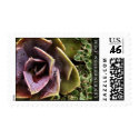Succulents postage
