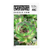 Succulents postage