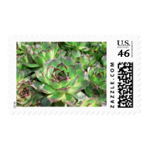 Succulents postage