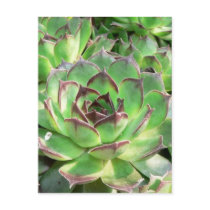 Succulents postcards