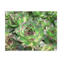 Succulents postcards