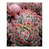 Succulents posters by alohasasha Succulents posters