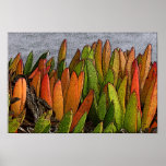 Succulents Print