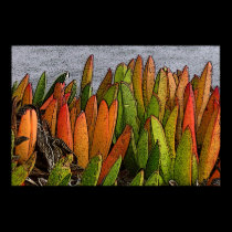 Succulents posters