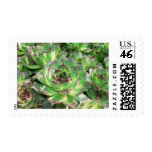 Succulents Stamp