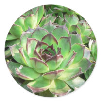 Succulents stickers