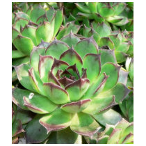 Succulents t-shirts