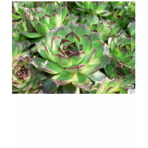 Succulents t-shirts
