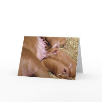 Suckling Tamworth Piglet Photograph - Blank Cards