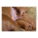 Suckling Tamworth Piglet Photograph - Blank Cards cards