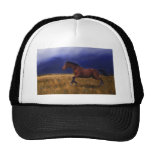 Sudden Thunder Horse Art Hat