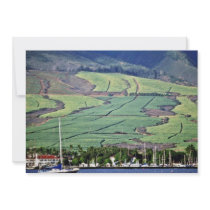 Sugar Cane Fields - Lahaina, Maui Personalized Announcement