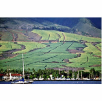 Sugar Cane Fields - Lahaina, Maui Acrylic Cut Out