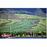 Sugar Cane Fields - Lahaina, Maui Acrylic Cut Out
