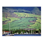 Sugar Cane Fields - Lahaina, Maui Postcards