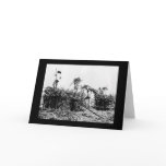 Sugar Cane Harvest in Hawaii 1917 cards