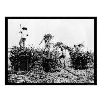 Sugar Cane Harvest in Hawaii 1917 posters