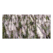 Sugar cane customized photo card