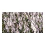 Sugar cane customized photo card