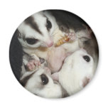 sugar glider family with joey refrigerator magnets