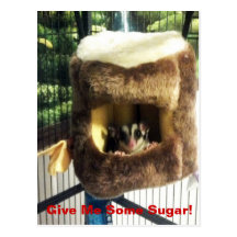Sugar Glider in Furry Tree Truck Hanging Bed Postcards