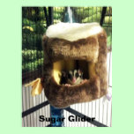 Sugar Glider in Furry Tree Truck Hanging Bed posters