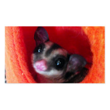 Sugar Glider in Orange Hanging Bed Business Card Templates