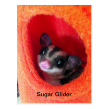 Sugar Glider in Orange Hanging Bed Post Card