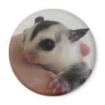sugar glider magnet