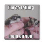 sugar glider magnet