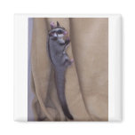 Sugar Glider magnets