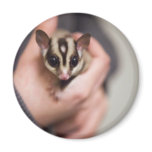 Sugar Glider magnet