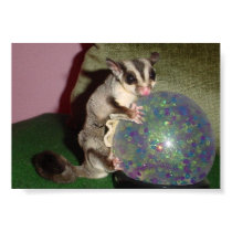 Sugar Glider on Globe posters