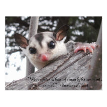 sugar glider post card