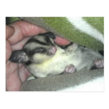 Sugar Glider Sleeping in Blanket Post Card