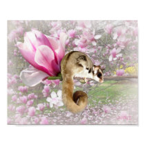 Sugar Glider Sweetness 11x14 Canvas Print
