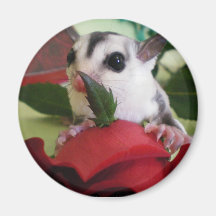 sugar glider w/ rose refrigerator magnet