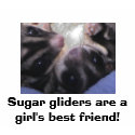 Sugar gliders are a gi... t-shirts