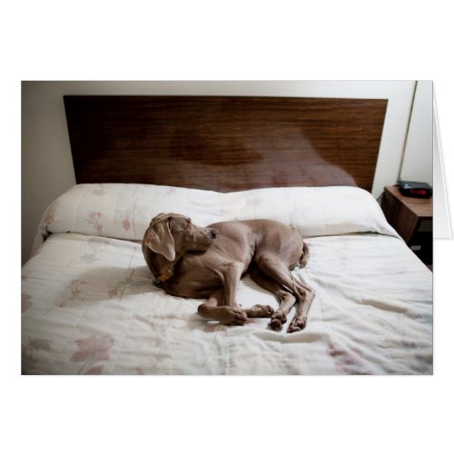 Sugar in Motel card