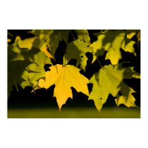 Sugar maple posters by cARTerART Sugar maple posters