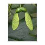 sugar maple tree fruit, sugar, maple, tree, fruit,