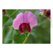 Sugar Snap Pea Flower Card by bkang22 Sugar Snap Pea Flower Card