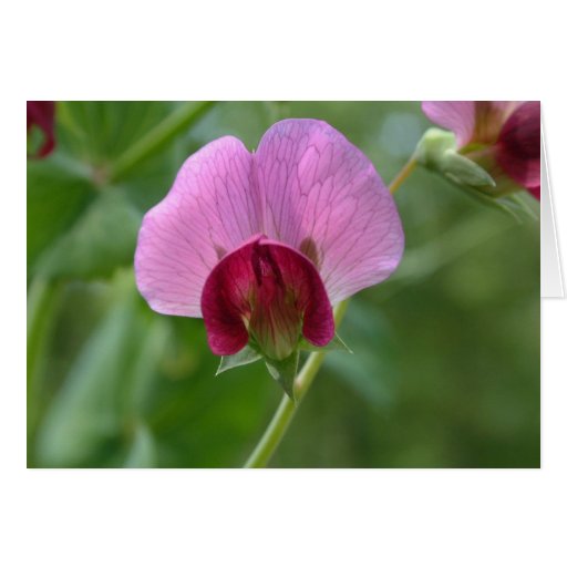 Sugar Snap Pea Flower Card Zazzle