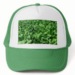 Sugarbeet field hats