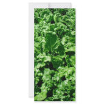 Sugarbeet field rack cards