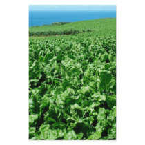Sugarbeet field stationery paper